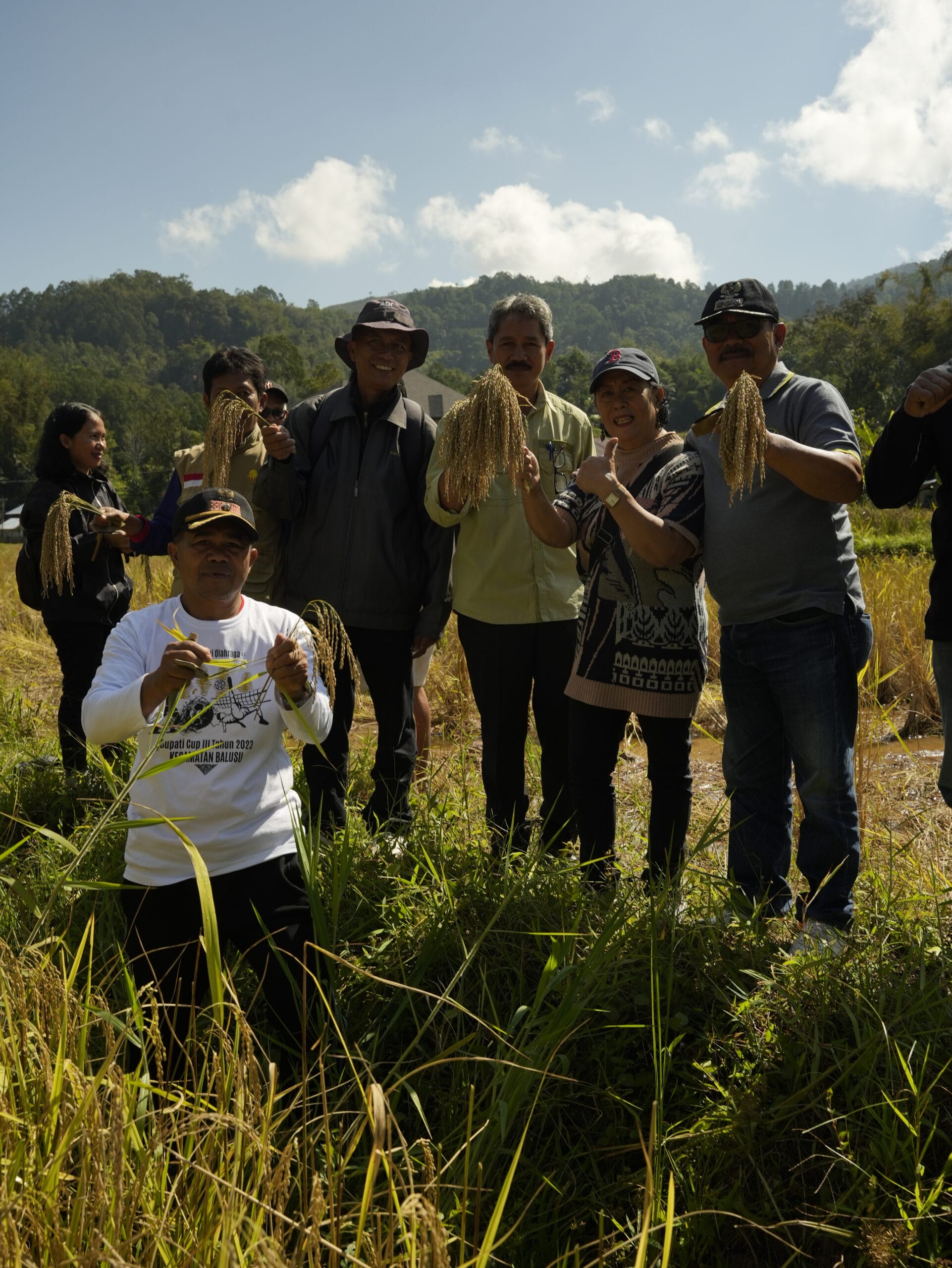 Panen Raya Padi hitam lokal Toraja bersama Petani Peneliti Ao’gading