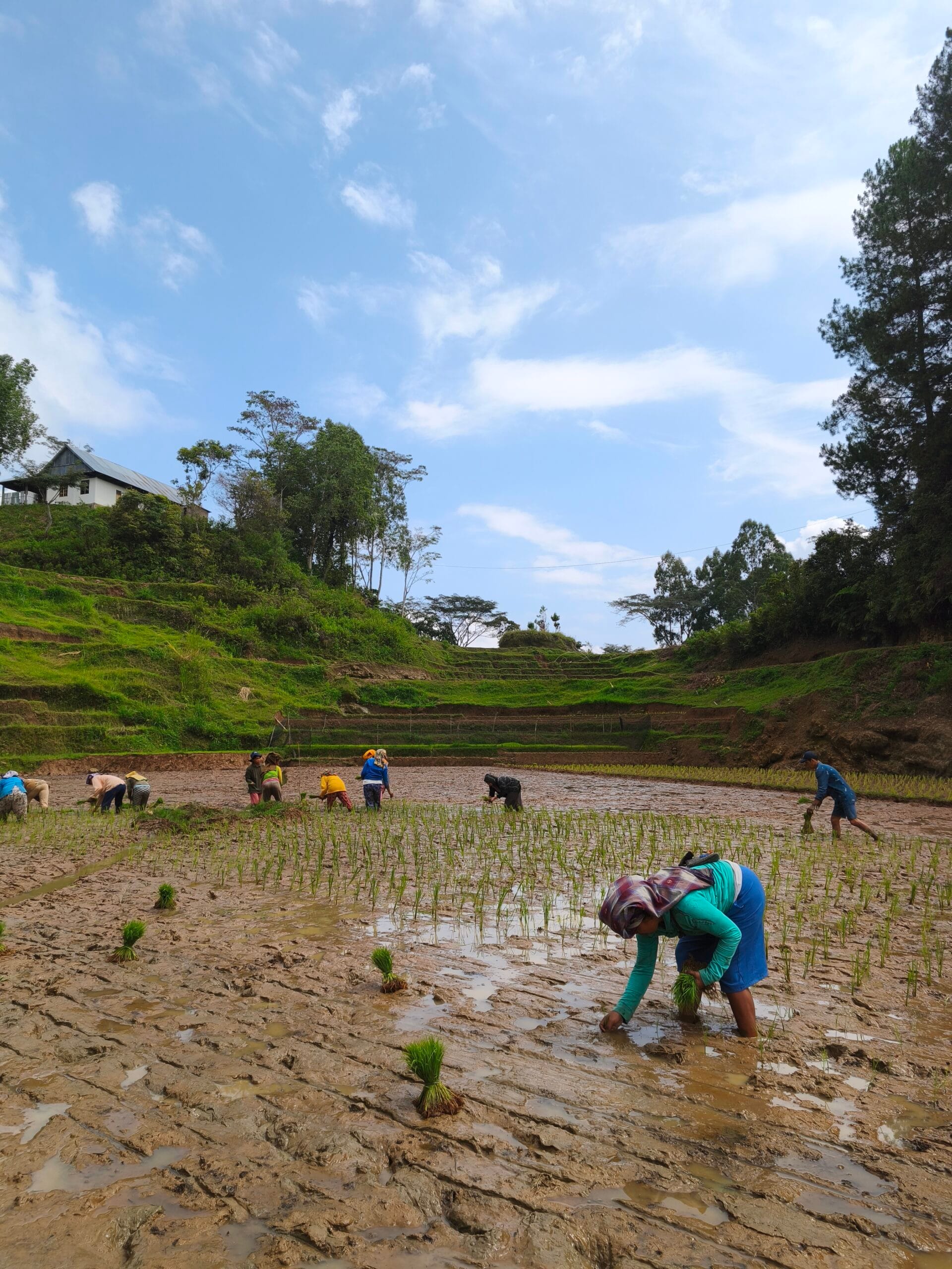 Menanam Pengetahuan, Harapan, & Strategi Menghadapi Perubahan Iklim di Lembang Ullin Tana Toraja